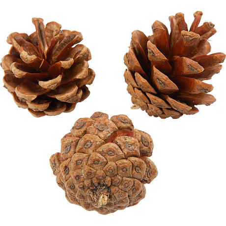 Firma Creativ https: www.cchobby.nl szyszki sosnowe-d-40-mm-ca-60-piece-500-gr-1-doos