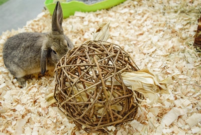 Natura, pierwsza szczęśliwa wierzba-zabawka dla zwierząt domowych