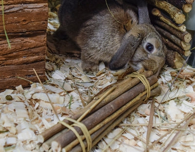 Natura pierwsze szczęśliwe kije wierzbowe