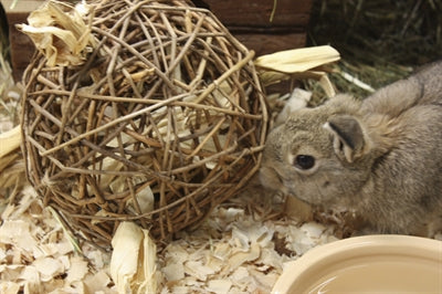 Natura, pierwsza szczęśliwa wierzba-zabawka dla zwierząt domowych