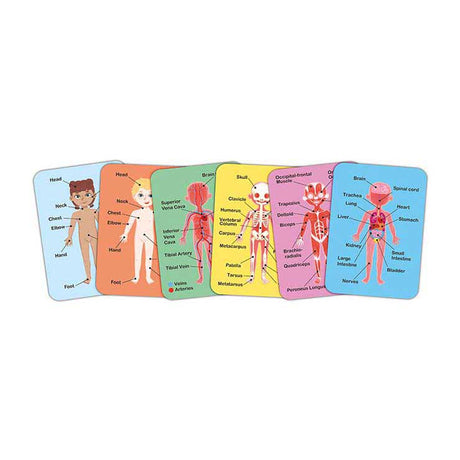 Puzzle magnetyczne Hape z ludzkim ciałem - 63 elementy.
