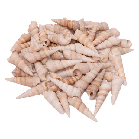 Barwniki - muszelki turitella, 550g