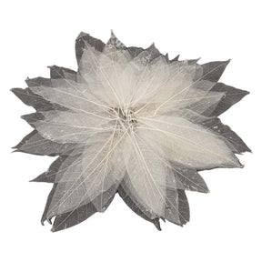 Szkielety liści magnolii, 50 szt.