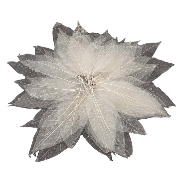 Szkielety liści magnolii, 50 szt.