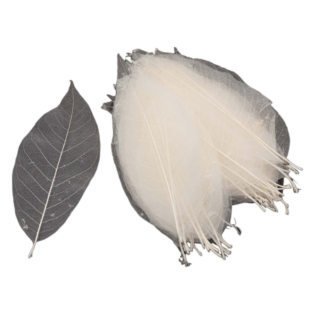 Szkielety liści magnolii, 50 szt.
