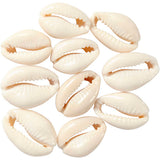 Firma Creativ https: www.cchobby.nl muszle-l-20-mm-12-piece-1-box