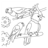 Kleurboek - birds nieuw