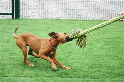 Lina holownicza Happy Pet typu king-size