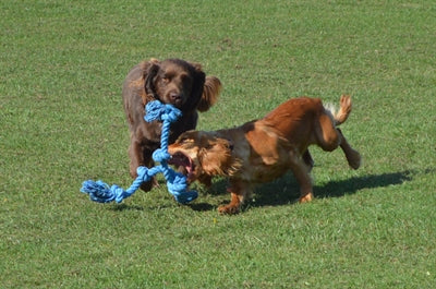 Happy pet flossin fun 3 węzeł