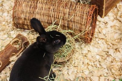 Nature First Happy Pet - stojak na siano z wierzby