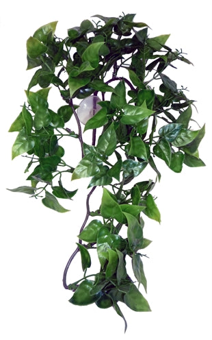 Zakład Komodo Philodendron