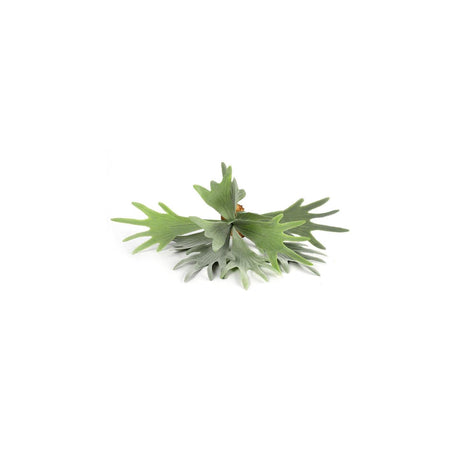 Countryfield sztuczna roślina platycerowa zielona 10xw63,5cm