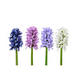 Decoris sztuczny kwiat hiacynt poliester ø7xh22cm 4 różne kolory