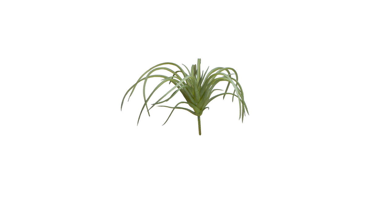 Tillandsia lxxcm groen