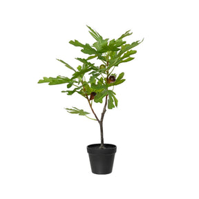 Drzewo figowe Decoris w doniczce o wymiarach 40 cm x szer. 35 cm x wys. 60 cm