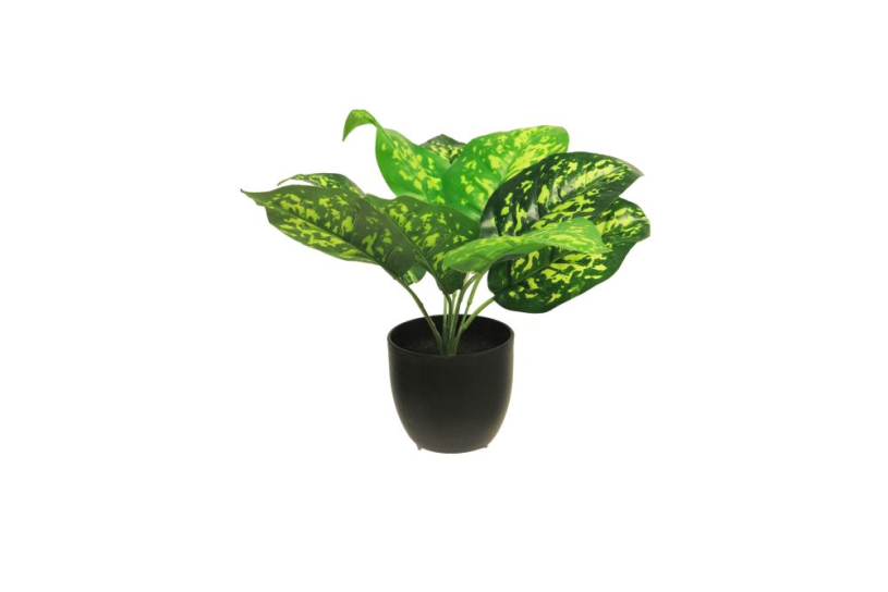 Bach zijde dieffenia sunshine groen 28cm