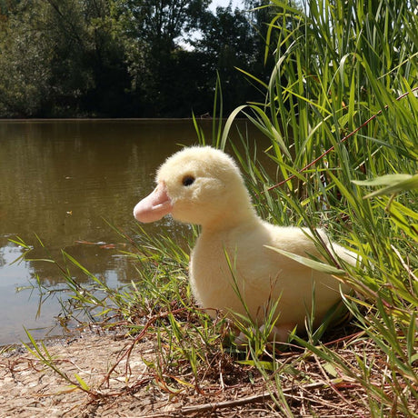 Pluszowa kaczka 24 cm ekologiczna