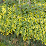 Nature Garden Screen Square Gaas 5x5 mm 1x3 m zielony