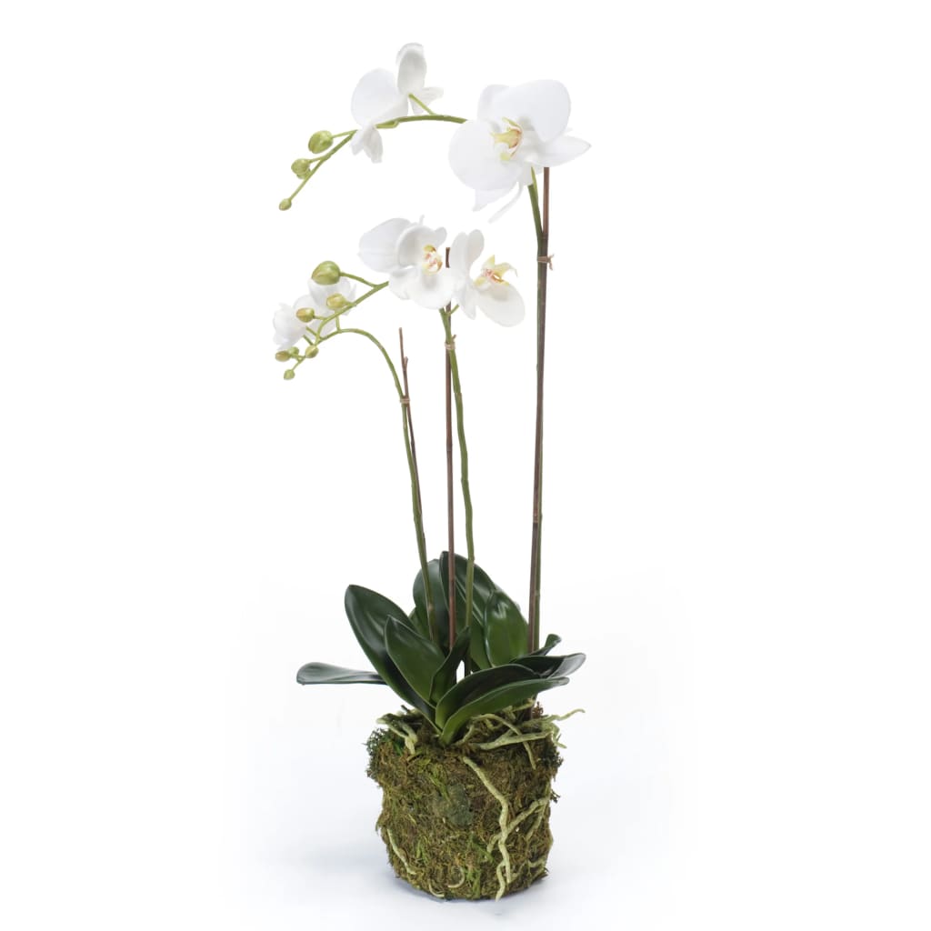 Emerald Art Plant Butterfly Orchid 70 cm White
