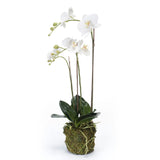 Emerald Art Plant Butterfly Orchid 70 cm White