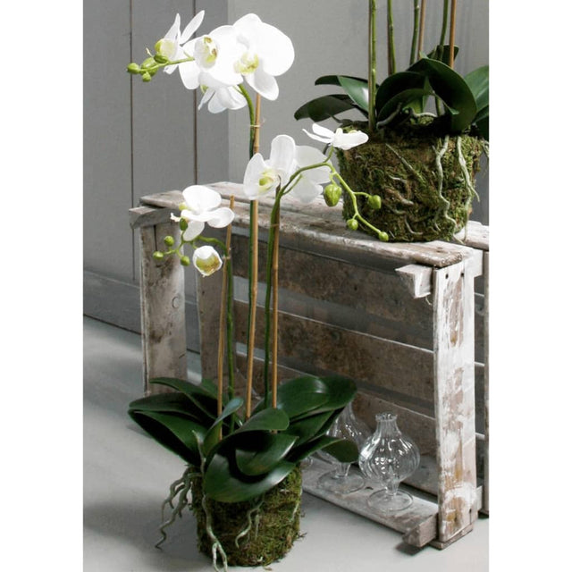 Emerald Art Plant Butterfly Orchid 70 cm White