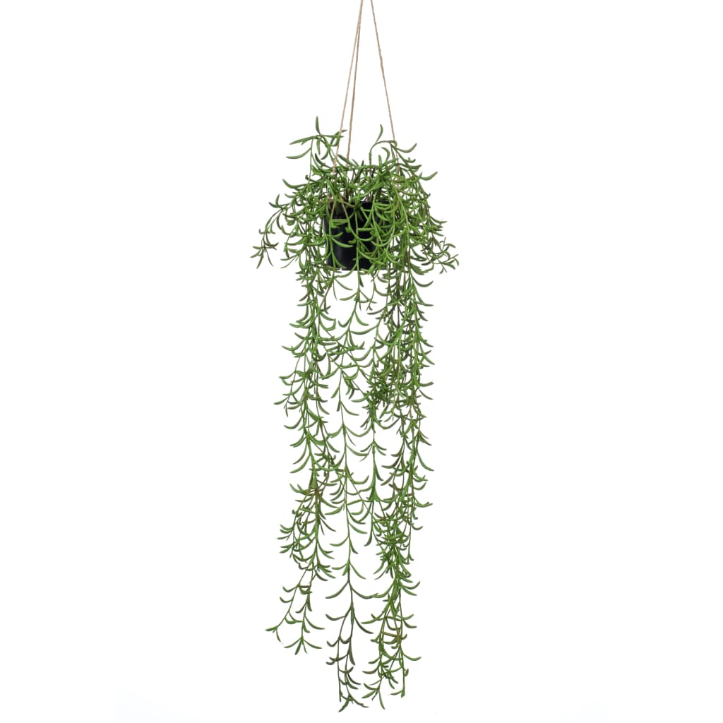 Szmaragdowy zakład wiszący w Pot Senecio 70 cm