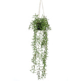 Szmaragdowy zakład wiszący w Pot Senecio 70 cm