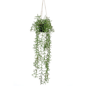 Szmaragdowy zakład wiszący w Pot Senecio 70 cm