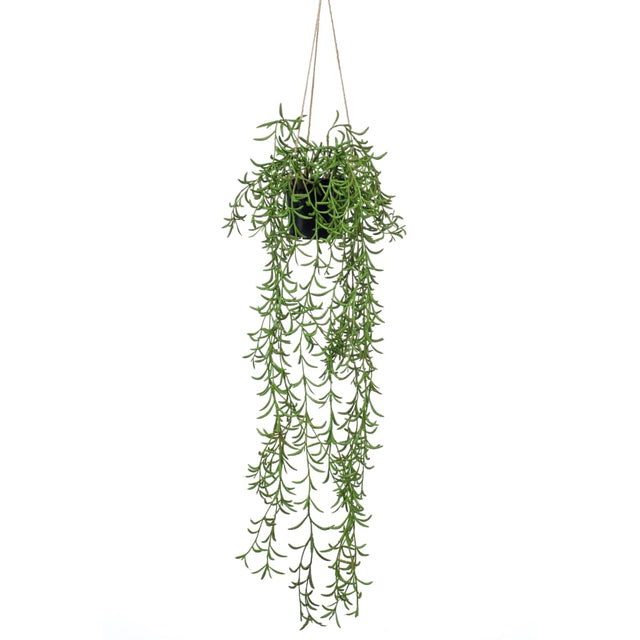 Szmaragdowy zakład wiszący w Pot Senecio 70 cm