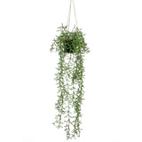 Szmaragdowy zakład wiszący w Pot Senecio 70 cm