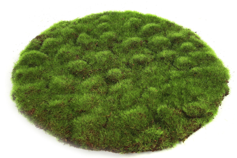 Countryfield mosschijf marchantiophyta l groen 30x30x2cm