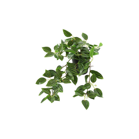 Countryfield sztuczna roślina wisząca peperomia zielona l50w30h23cm