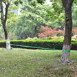 Vidaxl Slackline 15 m x 50 mm 150 kg zielony