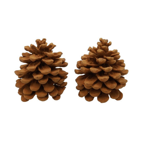 Hbx naturalny, żywy zapach szyszki sosnowe Pinus pinea cynamon
