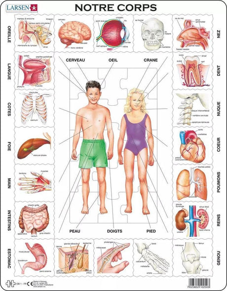 Larsen le corps humain – puzzle – corps humain – anatomia – puzzle éducatif pour enfants – 35 elementów – fabriqué en norvège – kawałki dodatkowe épaisses de 2,5 mm – plateau ze stałą płytką