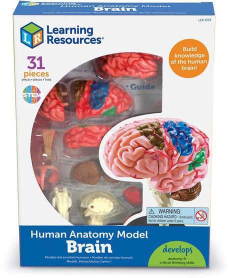 Model anatomii zasobów edukacyjnych - mózg - 3+