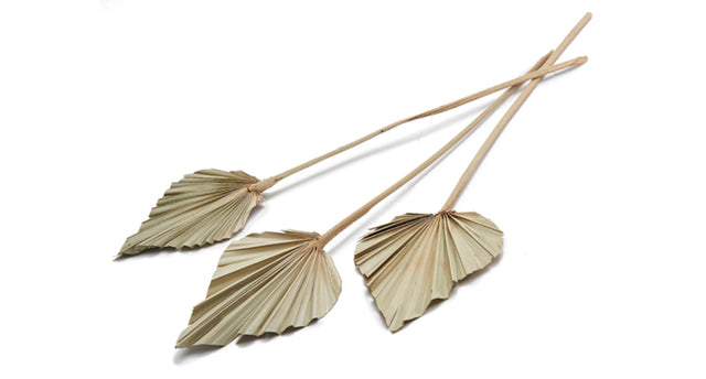 Palm spear natural 10pcs