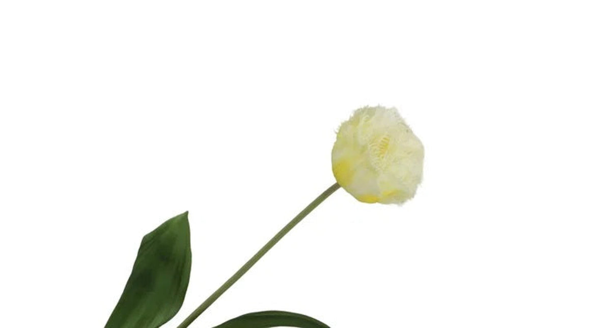 Tulipa crispa cream 58cm