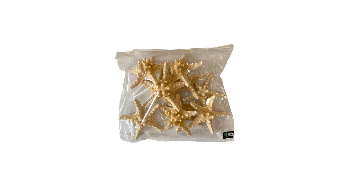 Knobby starfish bleached 15-20cm 10pcs