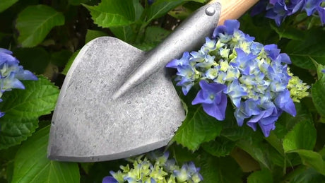 Białe produkty plantgraafje kapusta jesionowa t łodyga 40cm dewhite