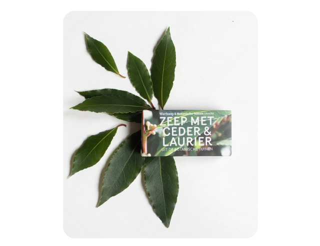WERF SOAP - Botanical Gardens - Cedar Laurel